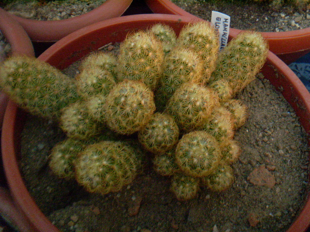 Mammillaria elongata