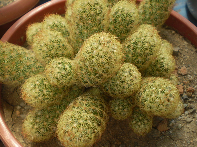 Mammillaria elongata - Mamm 2012