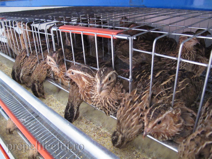 oua pui baterii crescatorie prepelite cluj 001 - VAND OUA PREPELITA CLUJ NAPOCA