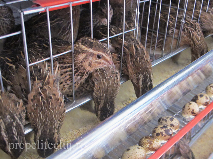 oua pui baterii crescatorie prepelite cluj 006
