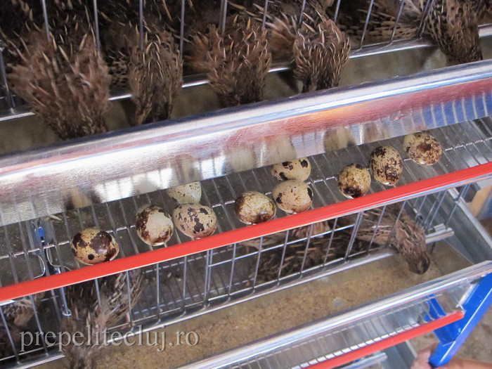 oua pui baterii crescatorie prepelite cluj 008