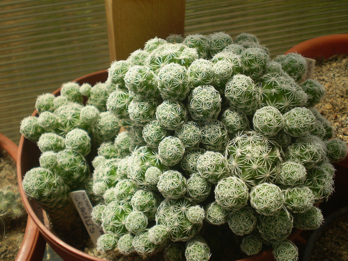 Mammillaria gracilis - Mamm 2012