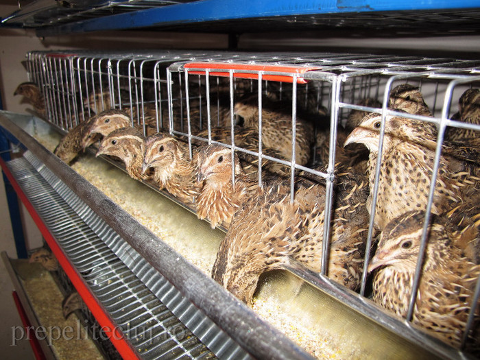 oua pui baterii crescatorie prepelite cluj 014