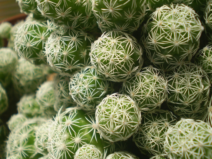 Mammillaria gracilis - Mamm 2012