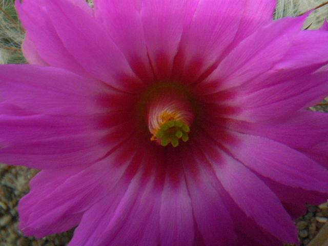 Mammillaria guelzowiana - Mamm 2012