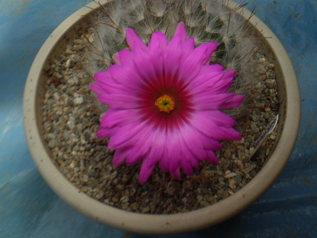 Mammillaria guelzowiana - Mamm 2012