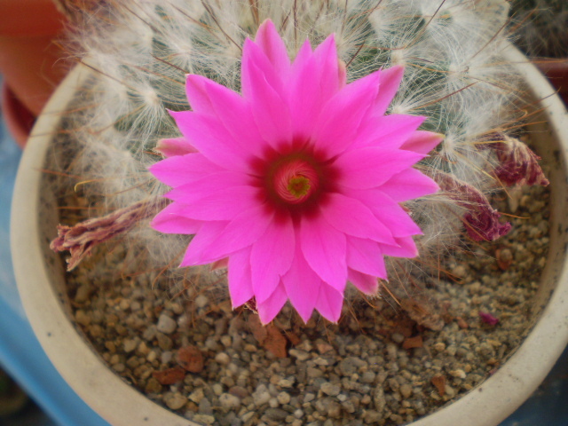 Mammillaria guelzowiana - Mamm 2012