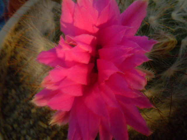 Mammillaria guelzowiana