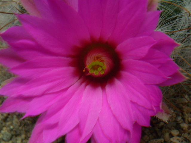 Mammillaria guelzowiana