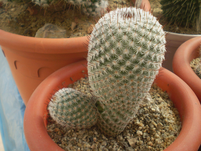 Mammillaria haageana - Mamm 2012