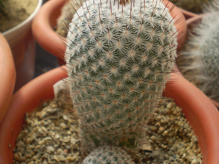 Mammillaria haageana