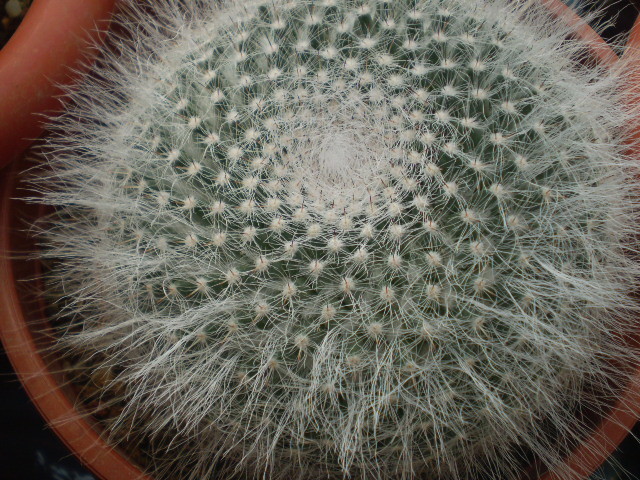 Mammillaria hanniana - Mamm 2012