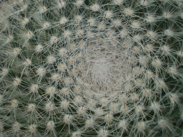Mammillaria hanniana - Mamm 2012
