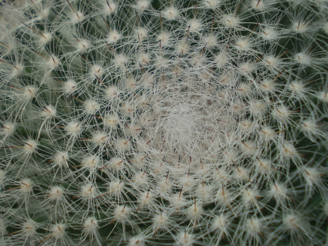 Mammillaria hanniana - Mamm 2012