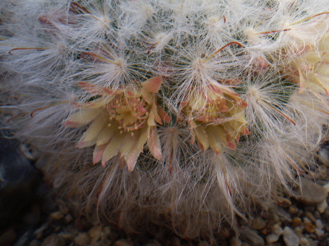 Mammillaria bocasana multilanata