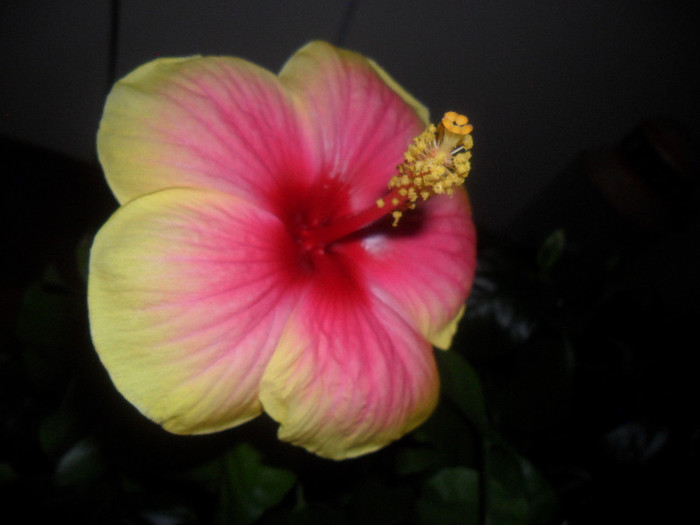 Hibiscus Oberon - Hibiscus 2012-2