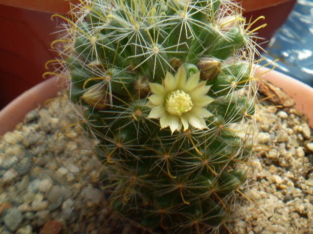 Mammillaria crinita ssp. wildii