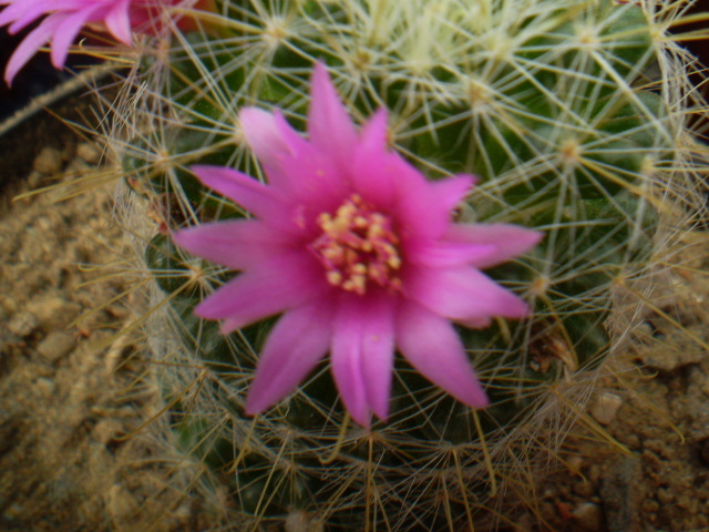 Mammillaria rekoi ssp. rekoi