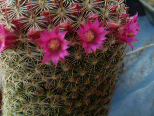 Mammillaria matudae