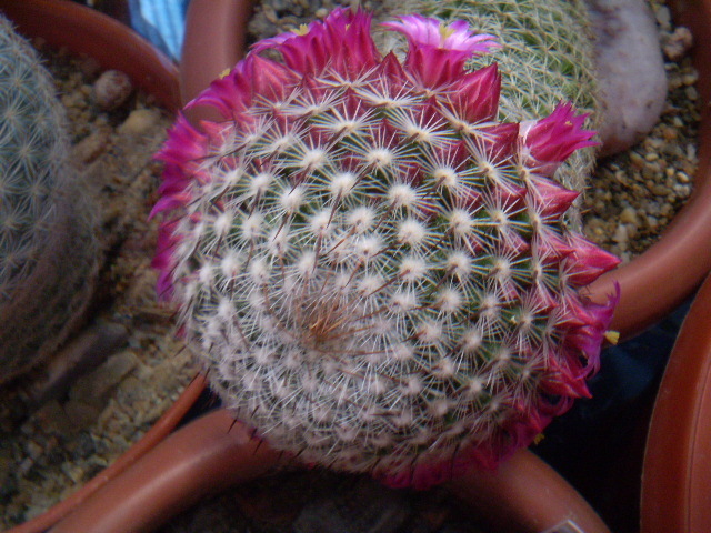 Mammillaria matudae - Mamm 2012