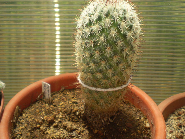 Mammillaria microhelia