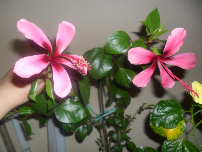 Hibiscus Fidjian Island