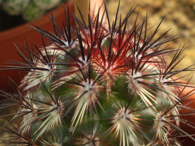 Mammillaria microhelia red spines