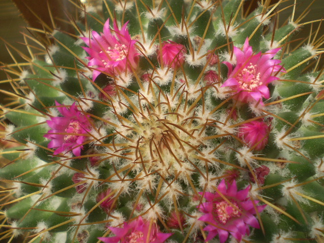 Mammillaria obconela