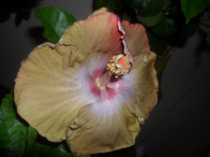 Hibiscus Kathie Jones