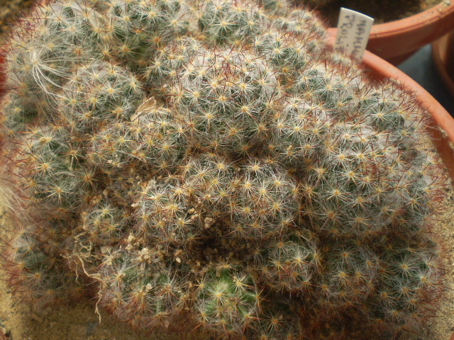 Mammillaria prolifera - Mamm 2012