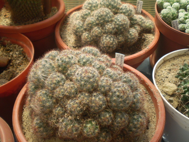 Mammillaria prolifera