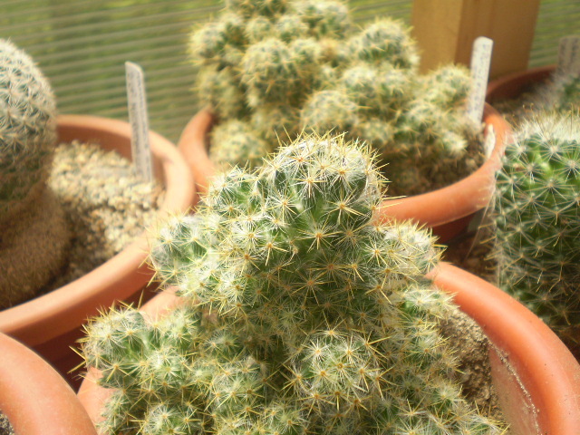 Mammillaria prolifera v. texana