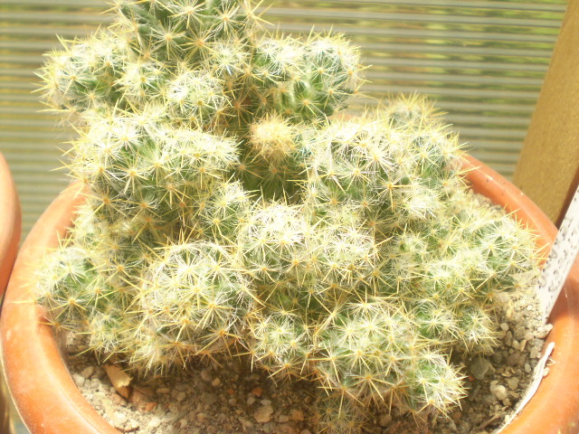Mammillaria prolifera v. texana - Mamm 2012
