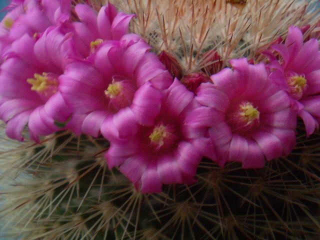 Mammillaria spinossima subsp. pilcayensis - Mamm 2012