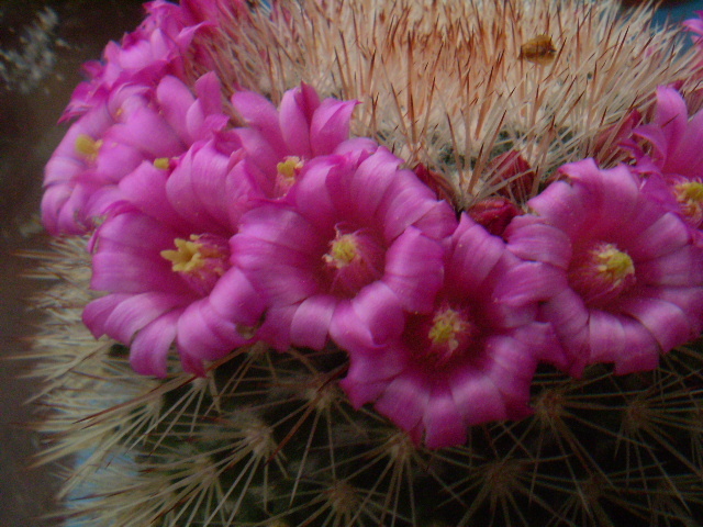 Mammillaria spinossima subsp. pilcayensis - Mamm 2012