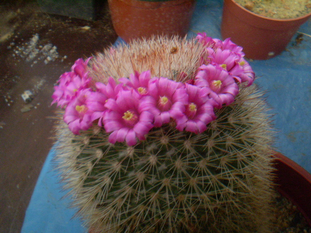 Mammillaria spinossima subsp. pilcayensis