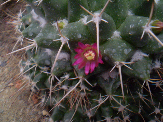 Mammillaria winteriana