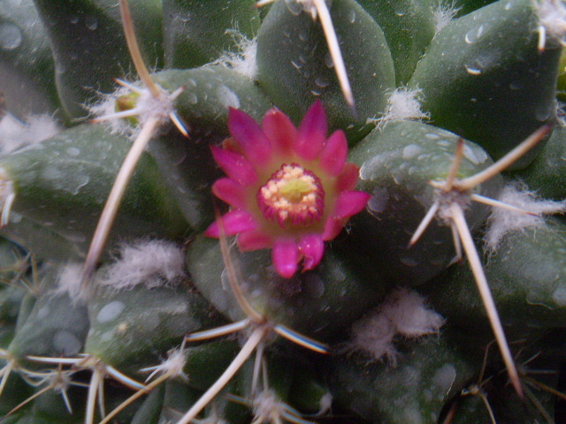 Mammillaria winteriana - Mamm 2012