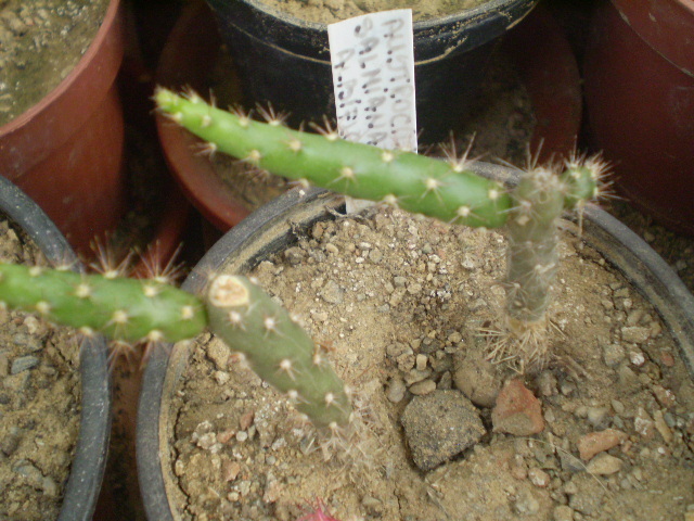 Austrocilyndropuntia salmiana. albiflora