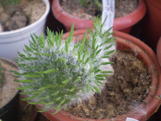 Austrocylindropuntia vestita fma cristata - Austrocylindropuntia