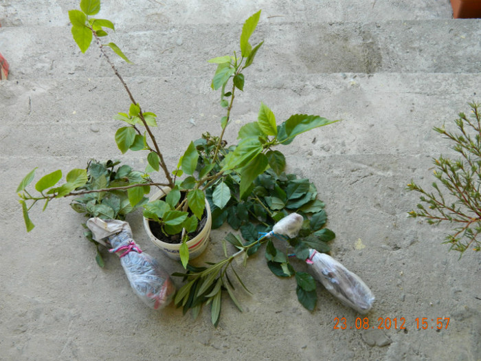 Hibi,leandru,rumba,westerland