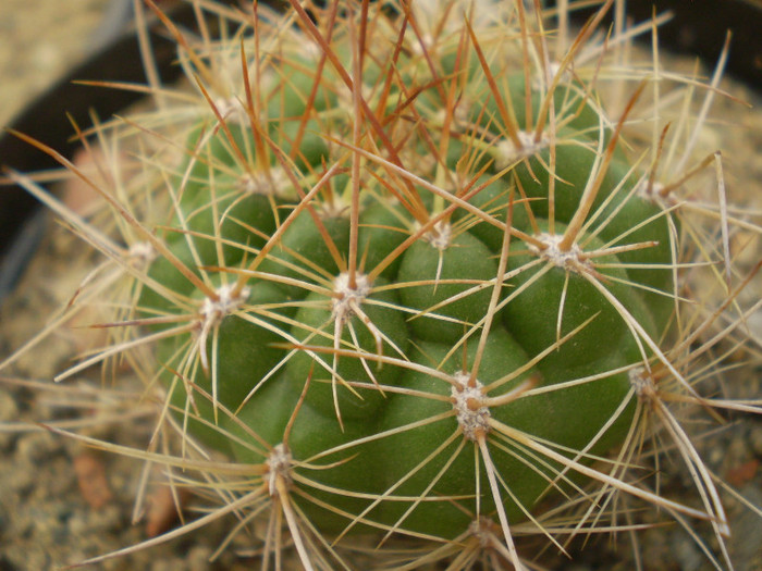 Matucana aurantiaca - Matucana