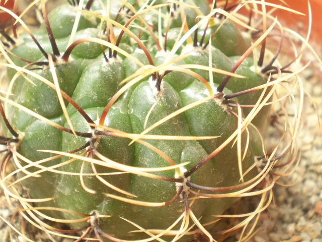 Matucana aureiflora