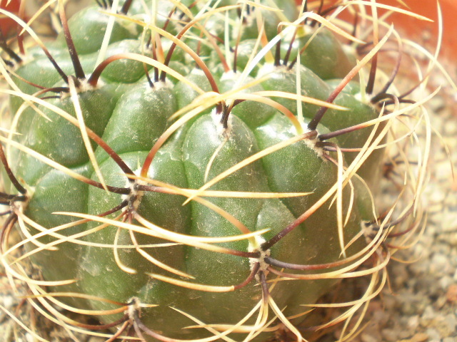 Matucana aureiflora