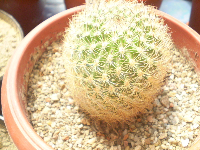 Matucana comacephala