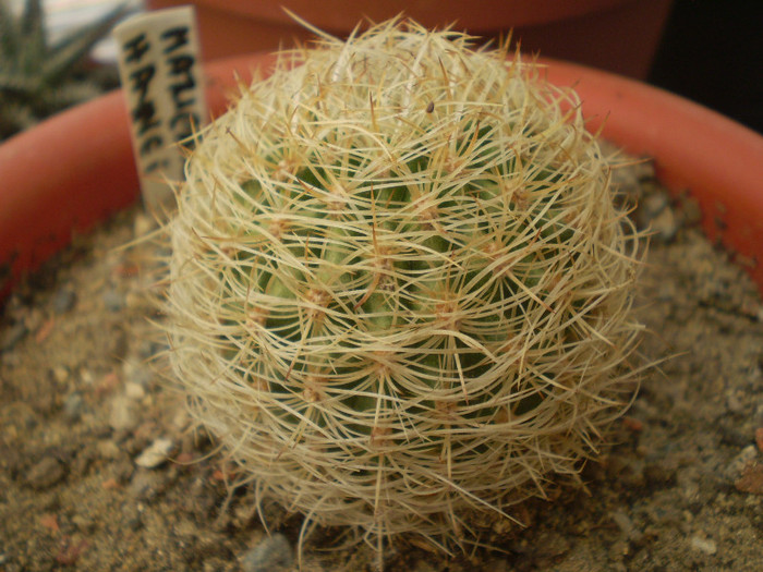 Matucana haynei - Matucana