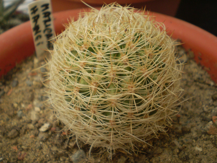 Matucana haynei - Matucana