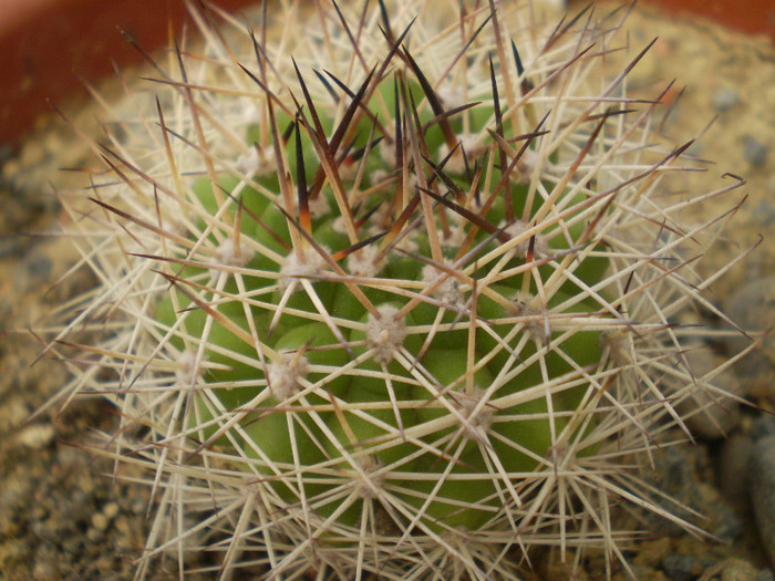 Matucana krahnii