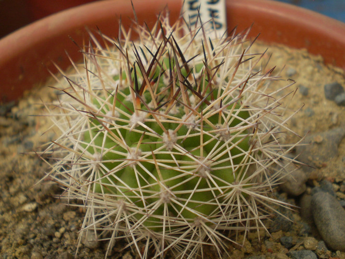 Matucana krahnii