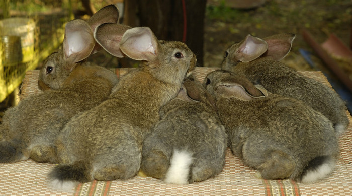 DSC_0376 - Tineret 2012